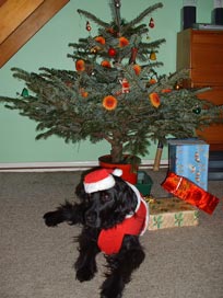 Picture of Amy Lying in Front of the Christmas Tree