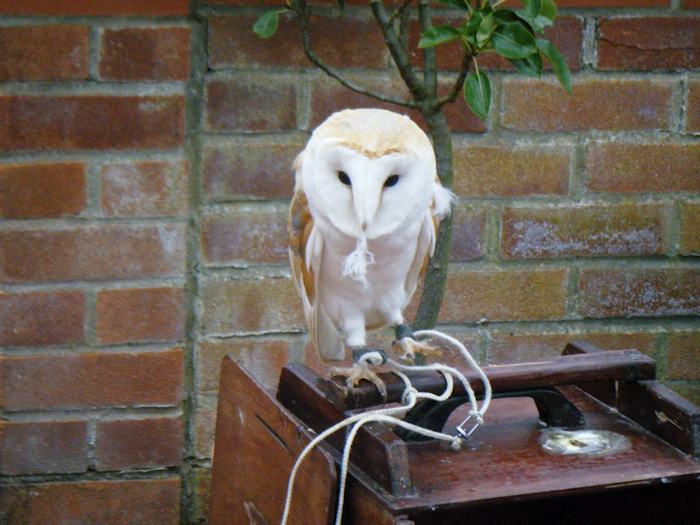 Picture of a barn owl