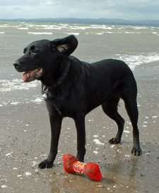 Picture of Mandy on Troon Beach with her Toy Bone