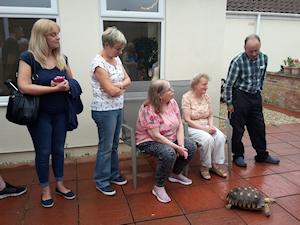 Picture of Suto the sulcata tortoise